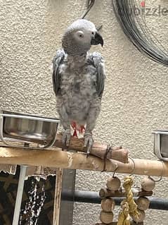 African grey parrot for sale 0