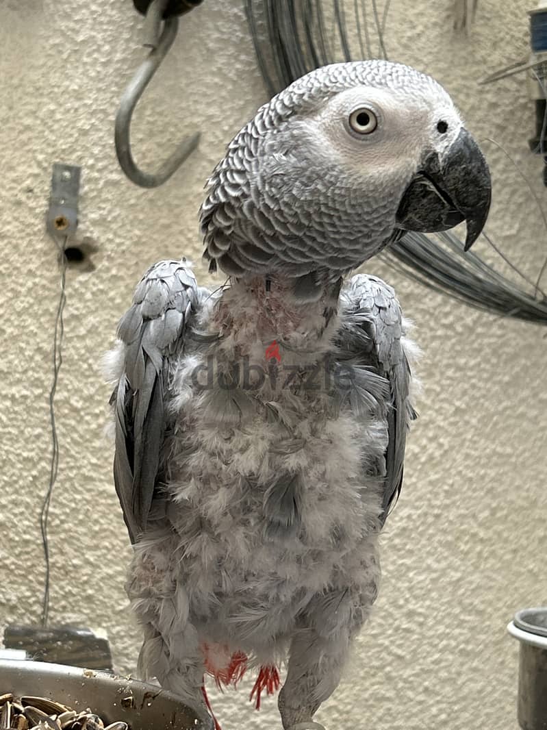 African grey parrot for sale 1