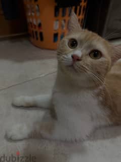 female Turkish angora mix cat