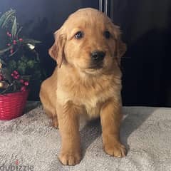 Golden Retriever Puppy 0