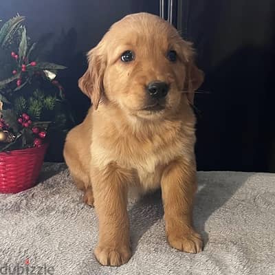 Golden Retriever Puppy