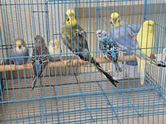 young budgies