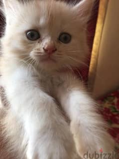 Pure Persian Kittens age 1.5 Month Very Cute n Playful 79146789