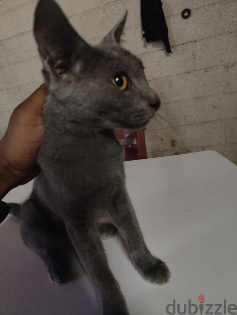 Cat for sale 2