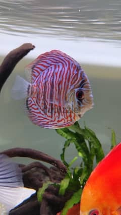 selling two discus fish