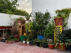 plants home nursery