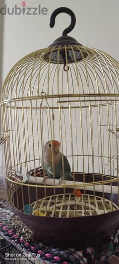 FEMALE AFRICAN LOVE BIRD FOR SALE WITH SMALL CAGE