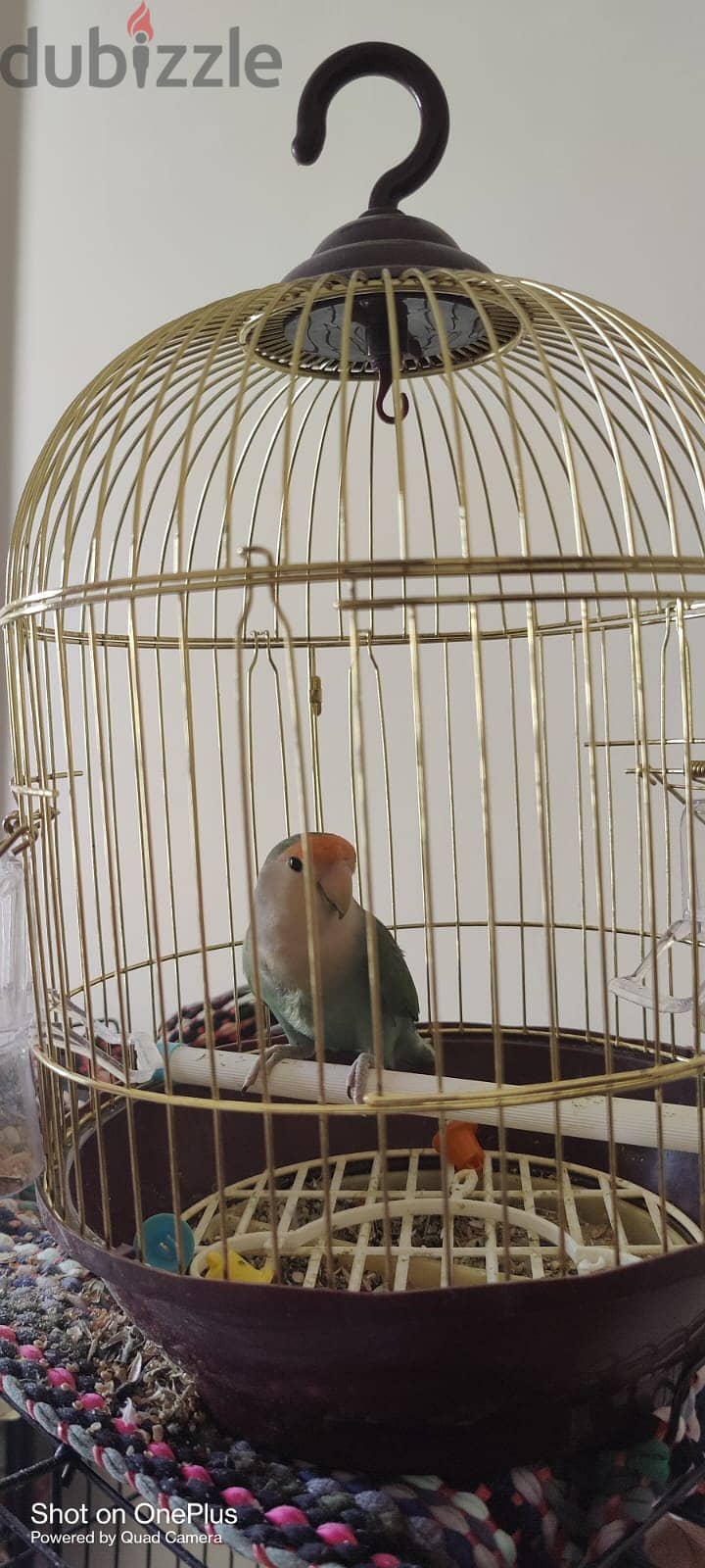 FEMALE AFRICAN LOVE BIRD FOR SALE WITH SMALL CAGE 0