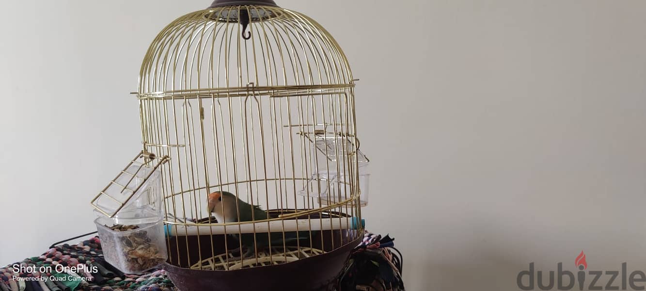 FEMALE AFRICAN LOVE BIRD FOR SALE WITH SMALL CAGE 1