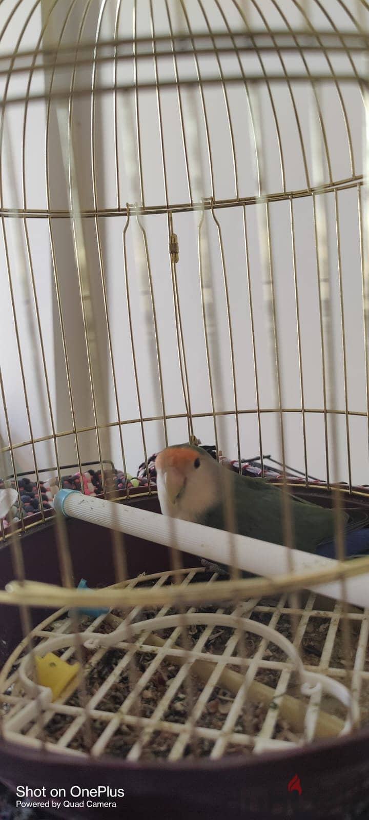 FEMALE AFRICAN LOVE BIRD FOR SALE WITH SMALL CAGE 2