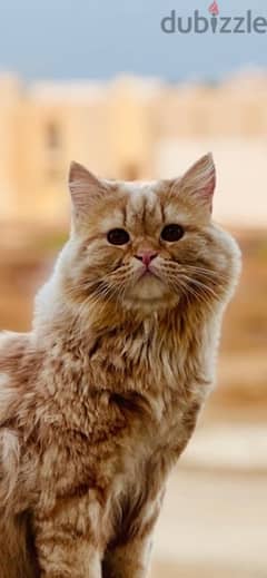 قط ذكر فارسي / Persian male cat