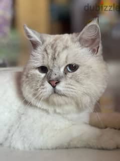 Himalaya cat - قطه من فصيله هيمالايا 0