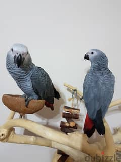AFRICAN GREY PARROTS FOR ADOPTION