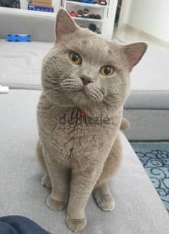 British Short Hair cat male