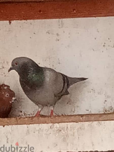 pigeon 4