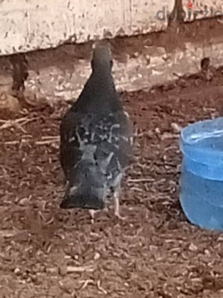 pigeon 5