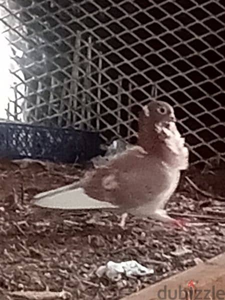 pigeon 7