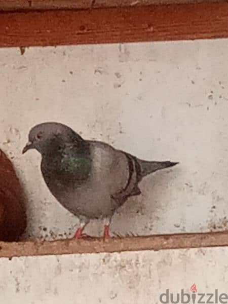pigeon 13