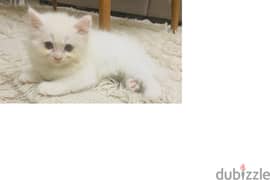 Turkish Angora Kitten(2 months) for Sale- 1 Vaccination and Dewormed 0