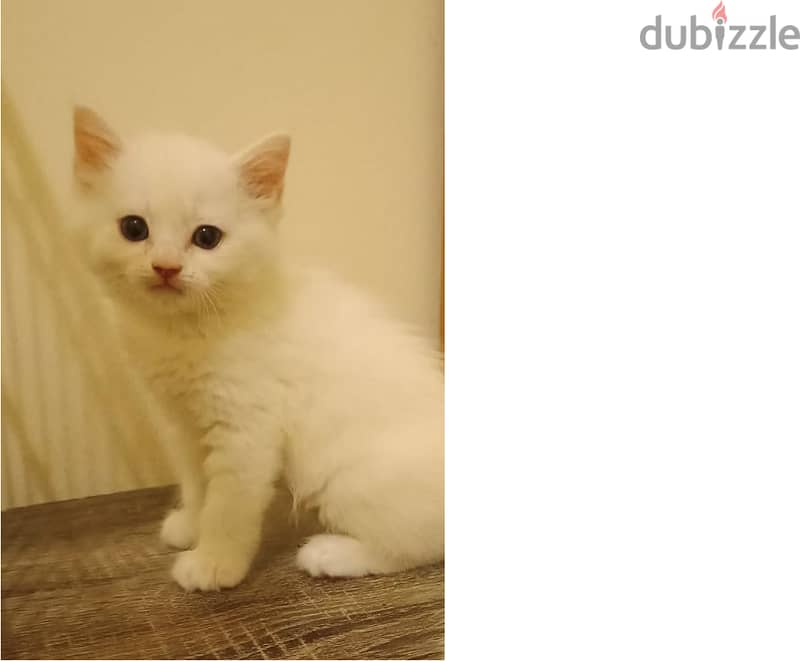 Turkish Angora Kitten(2 months) for Sale- 1 Vaccination and Dewormed 1