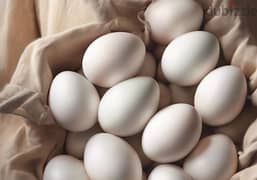 Organic Omani Eggs 0