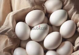 Omani organic eggs