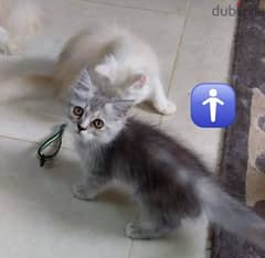 Iranian kittens for sell 30rial - 25rial