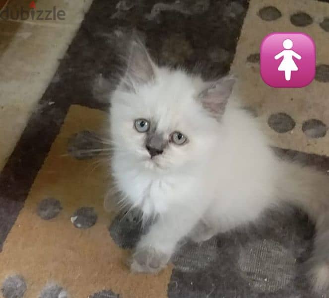 Iranian kittens for sell 30rial - 25rial 1