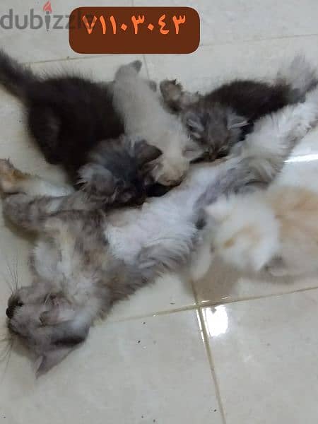 Iranian kittens for sell 30rial - 25rial 3