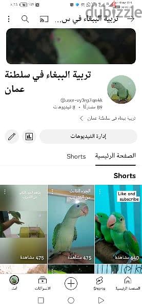 تم افتتاح قناة خاصة بلببغاء اسم القناه موجوده في الصورة قناة جميلة 0