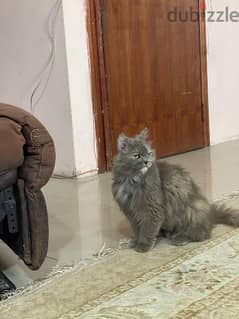 Persian longhairs cat 0