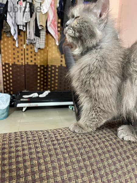 Persian longhairs cat 1