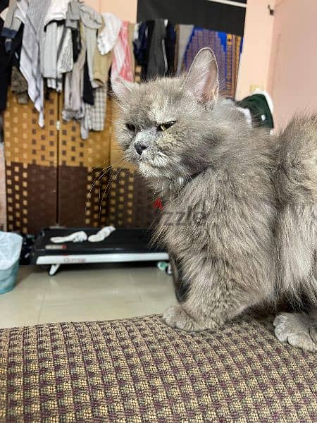 Persian longhairs cat 2