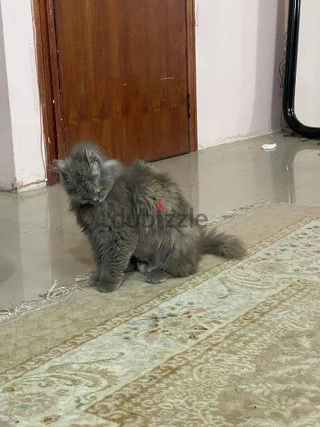 Persian longhairs cat 3