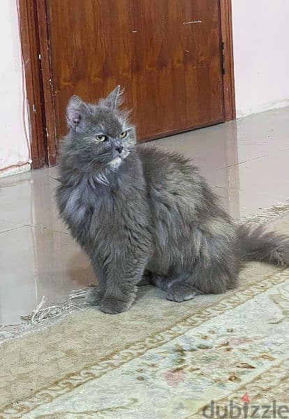 Persian longhairs cat 7