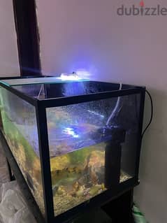 Aquarium Fish with Tank for sale