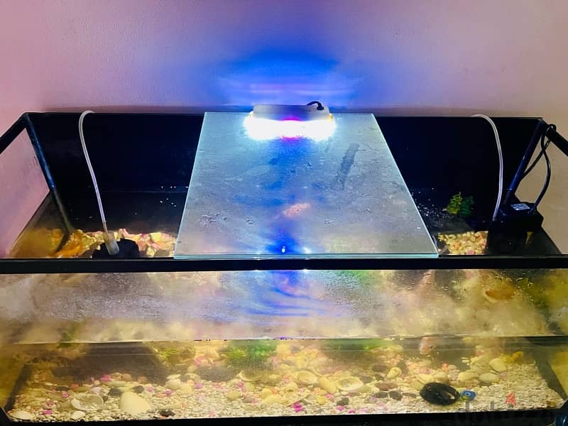 Aquarium Fish with Tank for sale 1