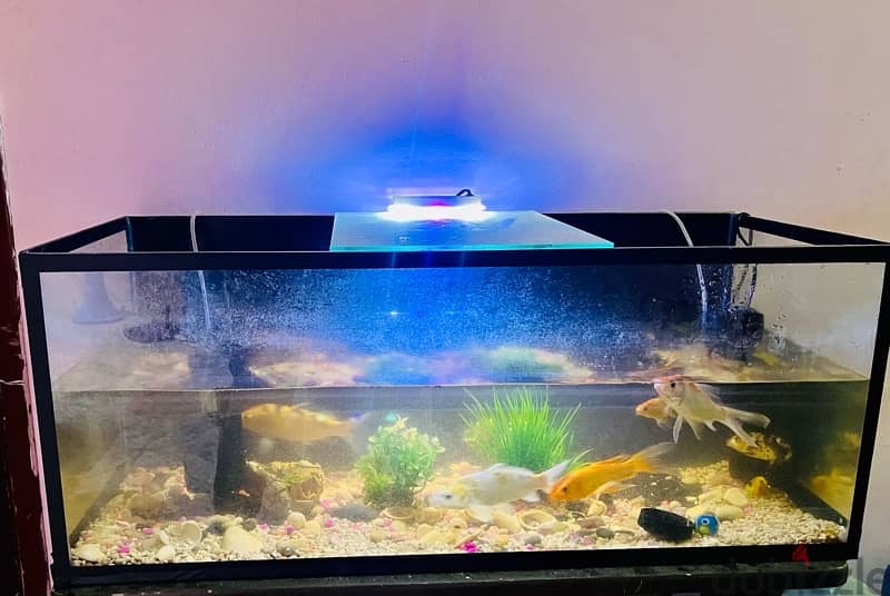 Aquarium Fish with Tank for sale 2