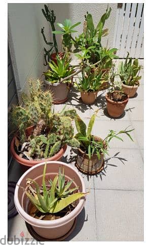 Plants with pot  OMR 5 each - plants without pot small 1 OMR 6