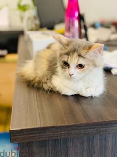 Turkish angora cats and kittens for sale