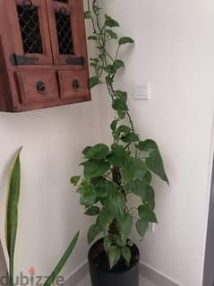 plant 0