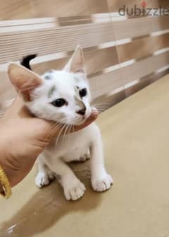 kitten for adoption age (6-8 weeks)