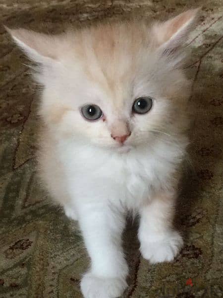 Pure Persian Kittens age 1.5 Months Very Cute n Active 79146789 1