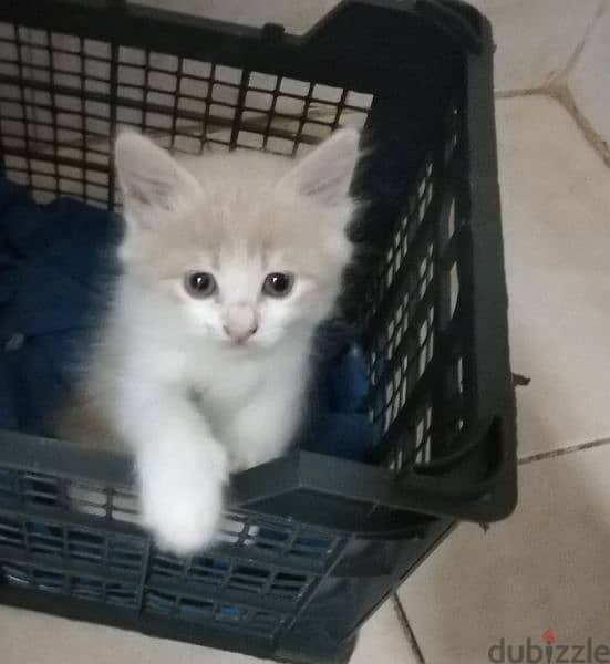 Pure Persian Kittens age 1.5 Months Very Cute n Active 79146789 3