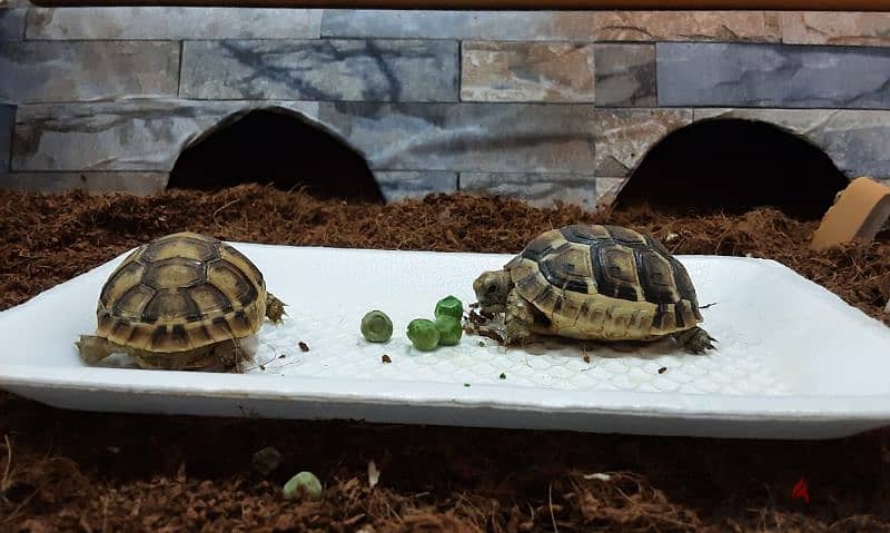 Baby Tortoise 1