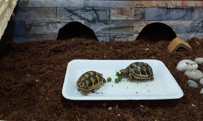 Baby Tortoise 3