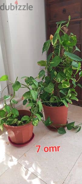Indoor plants 0