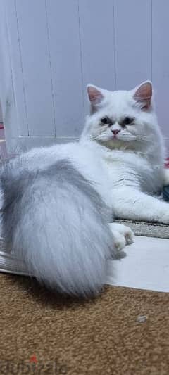 Female turkish cat 0
