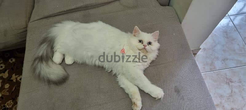 Female turkish cat 1