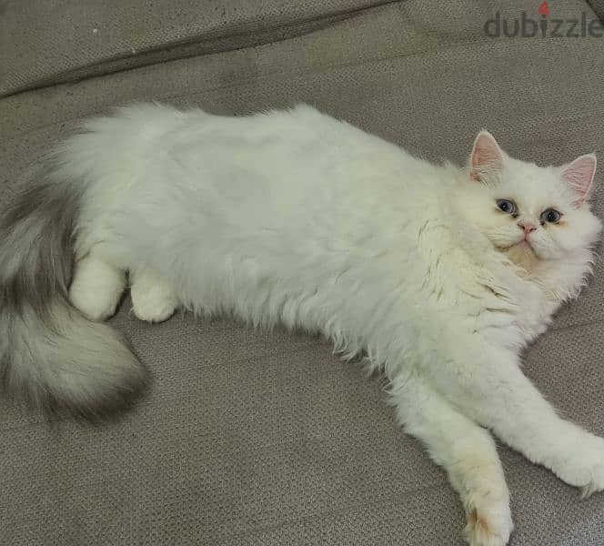 Female turkish cat 3
